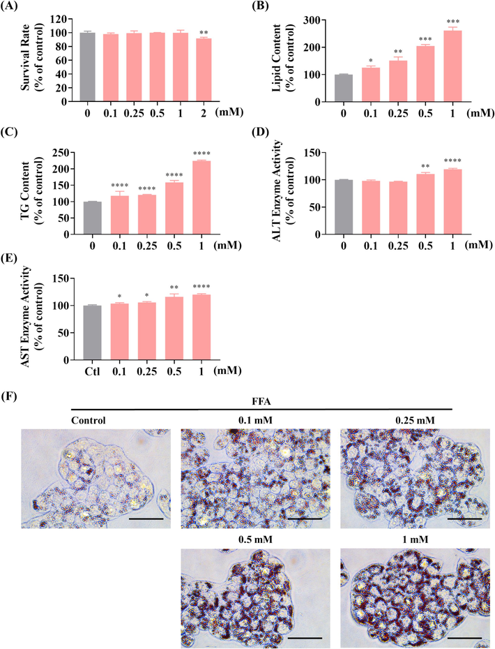 Effect of FFA on cell viability and lipid accumulation in HepG2 cells. (A) Cell viability under varying FFA concentrations assessed by MTT assay. (B) Lipid droplet accumulation induced by FFA, as quantified by fluorescence absorption detection at OD500 following Oil Red O staining. (C) Influence of different FFA concentrations on TG content in HepG2 cells post 24 h of treatment. (D, E) Effects of FFA at different concentrations on ALT (D) and AST (E) enzyme activity in HepG2 cells after 24 h of treatment. (F) Visualization of lipid droplet accumulation in HepG2 cells at different FFA concentrations (scale bar 50 μm, 40 × ); * P < 0.05, ** P < 0.01, *** P < 0.001, **** P < 0.0001 versus the control group. (For interpretation of the references to colour in this figure legend, the reader is referred to the web version of this article.)