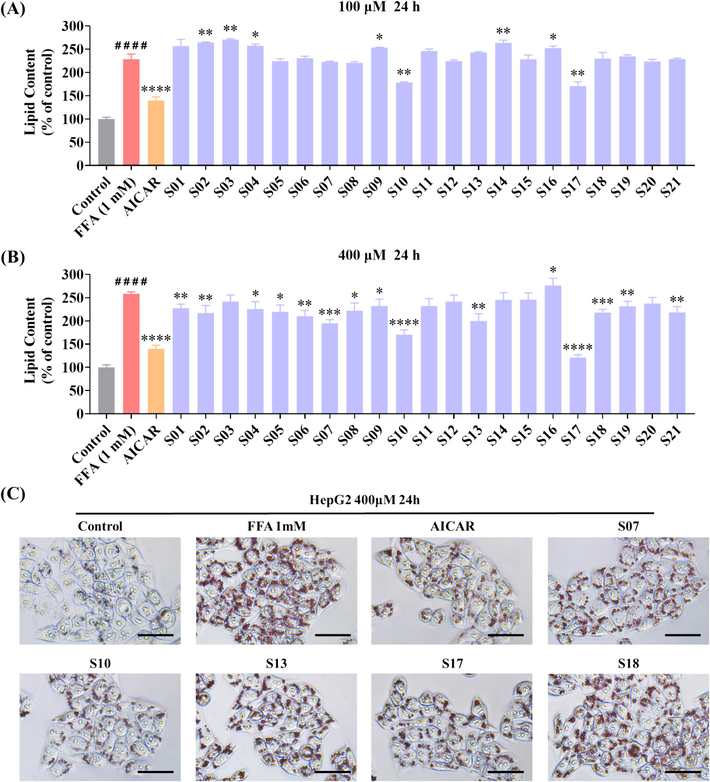 Influence of compounds S01-S21 on lipid accumulation in FFA-challenged HepG2 cells. (A, B) Detection of lipid droplet accumulation via fluorescence absorption. The model group received 1 mM FFA (OA: PA = 2:1) and DEME for 24 h. The control group and various sample groups were subjected to treatment with or without 1 mM FFA (OA: PA = 2:1), DEME, and 500 μM of AICAR or the respective target compounds. Following Oil Red O staining, fluorescence absorption was measured at an OD of 500 nm. (C) Extent of lipid droplet accumulation in response to the target compounds in the absence or presence of FFA (1 mM) for 24 h (scale bar 50 μm, 40 × ). The data, derived from three independent experiments, are presented as mean ± SD. #### P < 0.0001 versus the control group. * P < 0.05, ** P < 0.01, *** P < 0.001, **** P < 0.0001 versus the FFA (1 mM) group. (For interpretation of the references to colour in this figure legend, the reader is referred to the web version of this article.)