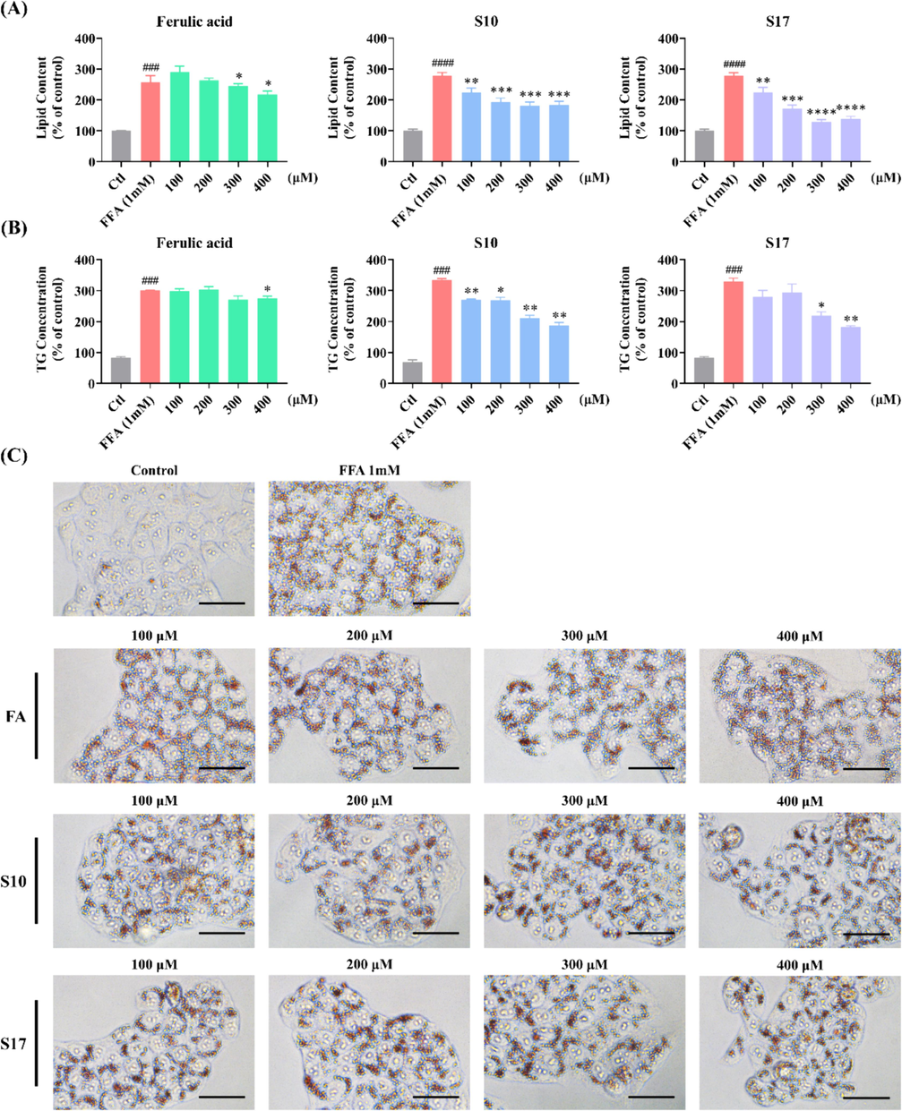 Impact of compounds S10 and S17 on lipid accumulation in HepG2 cells. (A) Detection of lipid droplet accumulation via fluorescence absorption. Cells were treated with specified concentrations of S10 or S17 in the absence or presence of FFA for 24 h. Following Oil Red O staining, fluorescence absorption was determined at an OD of 500 nm. (B) Quantification of intracellular TG levels was performed using the TG Assay Kit. (C) Visualization of the effects of S17 on lipid droplet accumulation in the absence or presence of FFA (1 mM) for 24 h (scale bar 50 μm, 40 × ). The data, derived from three independent experiments, are presented as mean ± SD. #### P < 0.0001 versus the control group. * P < 0.05, ** P < 0.01, *** P < 0.001, **** P < 0.0001 versus the FFA (1 mM) group. (For interpretation of the references to colour in this figure legend, the reader is referred to the web version of this article.)