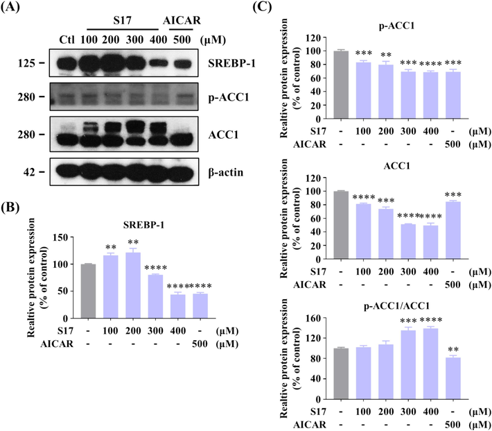 Inhibitory Effects of compound S17 on SREBP-1 in HepG2 cells. (A) Influence of varying concentrations of S17 on the protein levels of SREBP-1 and ACC1, as well as the phosphorylation level of ACC1. HepG2 cells were treated with or without S17 for 24 h. (B, C) Grayscale analysis of the Western Blot data of Figure A. The results were showed as means ± SD (n = 3) of at least three independent experiments. * P < 0.05, ** P < 0.01, *** P < 0.001, **** P < 0.0001 compared with control group.