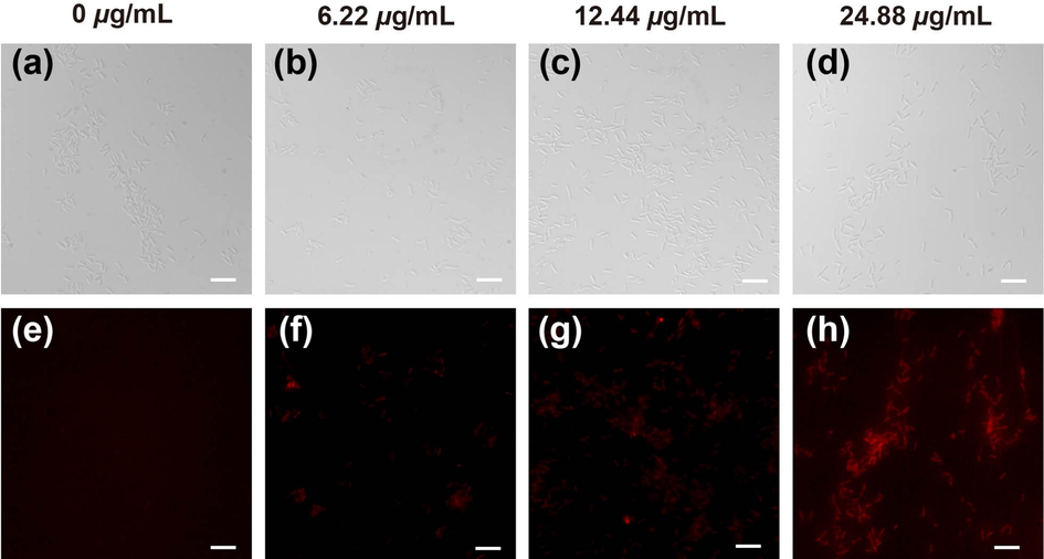 Morphology of Xoo cells staining by PI after incubated with B16 at the dosages of 0, 6.22, 12.44 and 24.88 μg/mL, respectively.