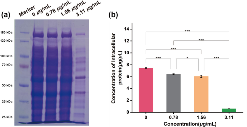 The intracellular protein content of Xoo after incubated with B16 for 14 h at the dosages of 0, 0.78, 1.56 and 3.11 μg/mL, respectively. a) Intracellular proteins content in Xoo cell via SDS-PAGE method staining by coomassie blue. b) Corresponding intracellular protein concentration in Xoo cells. (For interpretation of the references to colour in this figure legend, the reader is referred to the web version of this article.)