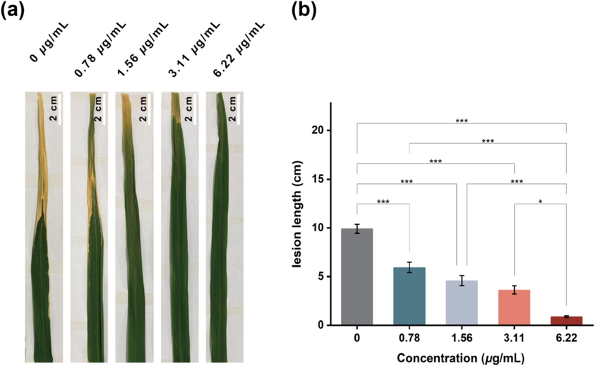 Pathogenicity analysis triggered by B16 at the dosages of 0, 0.78, 1.56, 3.11 and 6.22 μg/mL on rice plants for 14 days.