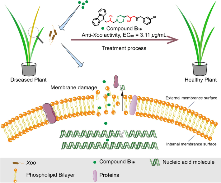 The hypothesized mechanism of action of compound B16.