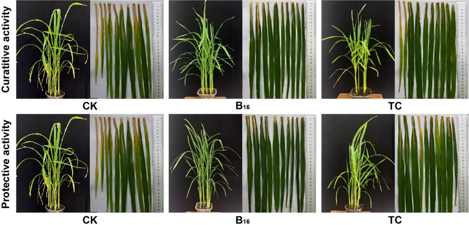 In vivo bioassay of compound B16 towards rice bacterial leaf blight at 200 μg/mL.