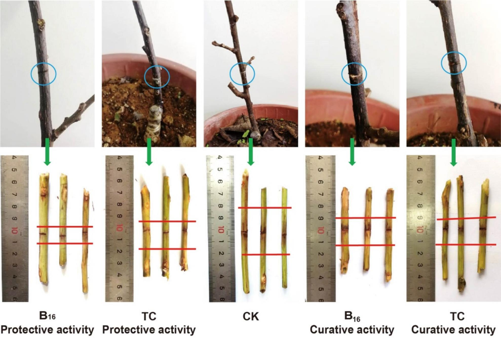 The inhibitory effect of compound B16 and TC toward kiwifruit bacterial canker under greenhouse conditions at 200 μg/mL.