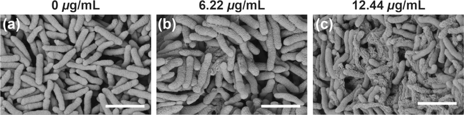 SEM results of Xoo cells after incubating with molecule B16 at 0 μg/mL (a), 6.22 μg/mL (b) and 12.44 μg/mL (c), respectively. Scale bars: 2 μm.