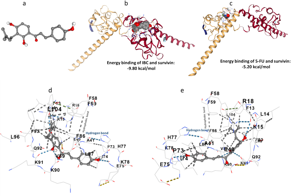 (a) IBC structure, (b) binding of IBC and survivin, (c) binding of 5-FU and survivin, (d), binding pocket of IBC-survivin, and (e) binding pocket of 5-FU-survivin.