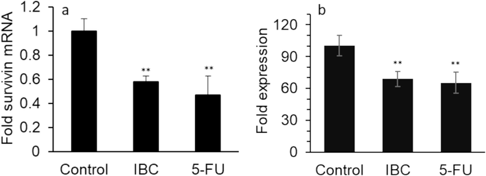 Effect of IC50 concentration of IBC (35 µM) or 35 µM 5-FU on (a) expression of survivin mRNA and (b) expression of survivin protein of the LoVo cancer cells after 24 h. Data are shown as mean ± SD (n = 3). ** p < 0.01.