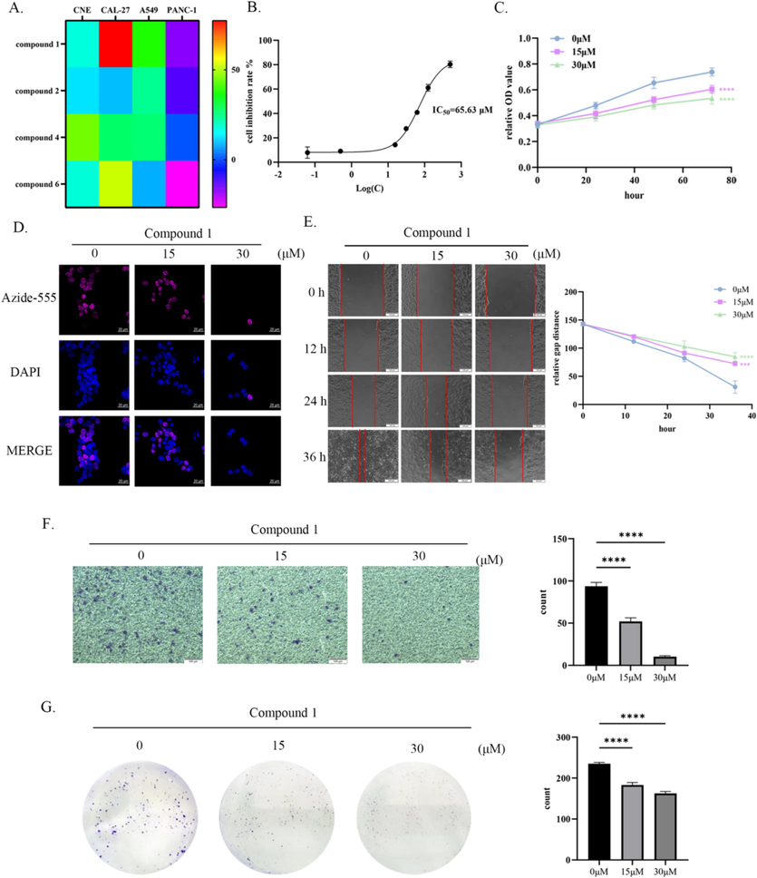 Compound 1 inhibited the proliferation, migration and invasion of CAL-27 in vitro. (A) Through MTT assay, the inhibitory rates of compounds 1, 2, 4, and 6 on four types of tumor cells were detected. (B) The half inhibitory concentration of the compound 1 on CAL-27 cells was tested by MTT assay. (C) MTT assay was used to determine the proliferation inhibition rate of compound 1 on Cal27 cells at concentrations of 0 μM, 15 μM, and 30 μM. (D) Expose CAL-27 to compound 1 at concentrations of 0 μM, 15 μM, and 30 μM for 24 h, then tested EDU fluorescence intensity. (E) Compound 1 inhibited wound healing of CAL-27 in a concentration-dependent manner. (F) Compound 1 inhibited the invasive ability of CAL-27 in a concentration-dependent manner. (G) Compound 1 inhibited the clonogenicity of CAL-27 in a concentration-dependent manner. ****p < 0.0001.