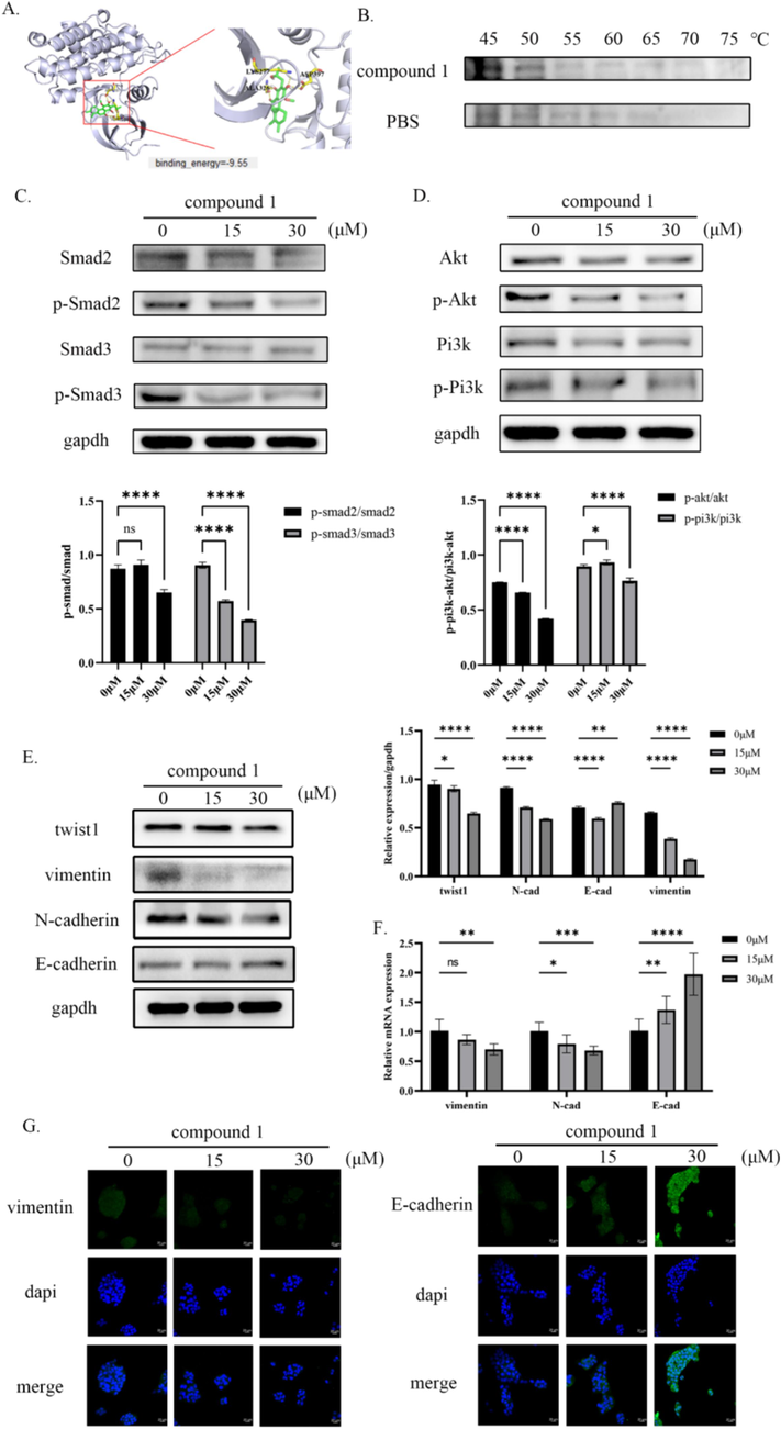 Compound 1 targets TGFβR2 in vitro, inhibiting the PI3K/AKT and TGF-β/Smad pathways as well as the EMT process. (A) Virtual molecule docking of compound 1 with TGFβR2 and binding energy between the two. (B) The binding ability of compound 1 to TGFβR2 was verified by cell heat transfer assay (C) The inhibition of TGF-β/Smad pathway activation by compound 1 was confirmed by Western blot (D) The inhibition of PI3K/AKT pathway activation by compound 1 was confirmed by Western blot (E) The protein expression levels of EMT process markers were detected by western blot. (F) The mRNA expression levels of EMT process markers were detected by qRT-PCR. (G) The protein expression levels of EMT process markers were detected by immunofluorescence. nsp > 0.05, *p < 0.05, **p < 0.01, ***p < 0.001, ****p < 0.0001.