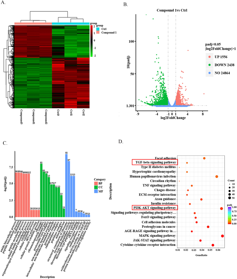 Transcriptome analysis. (A)Heat maps show the differential genes of CAL-27 cells treated with compound 1 for 24 h versus untreated cells. (B) The volcano map showed the number of up-regulated and down-regulated genes in CAL-27 cells treated with compound 1 for 24 h and in untreated CAL-27 cells. (C) GO analyses the biological processes and related diseases in which differential genes are enriched. (D) KEGG analyzed the related pathways of differential gene enrichment.