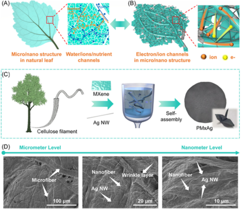 Composite papers with a hierarchical structure and fast ion channels are fabricated using bioinspired techniques. (A) Schematic diagram showing the material transfer and micro network structure in a normal leaf. (B) Schematic diagram showing how paper materials with comparable structures and quick ion channels are designed. (C) The process of preparing composite papers by vacuum filtration and showcasing a paper bird folded using the flexible paper that is created (PMxAg). (D) PMxAg composite paper morphology from the microscale to the nanoscale (Tang et al., 2022).