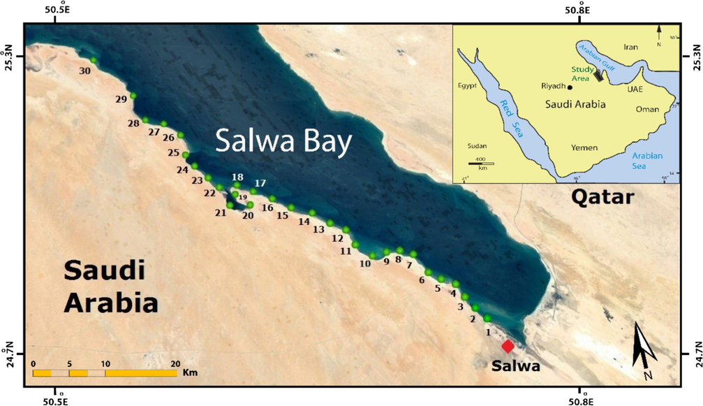 Location map of the sampling sites along Salwa Bay.