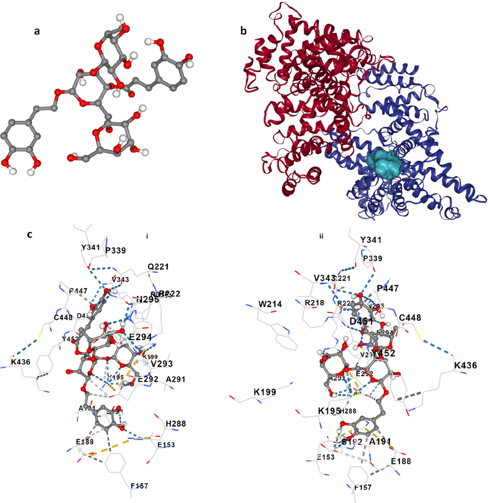 Molecular docking study of HSA following interaction with echinacoside. Echinacoside structure (a), HSA- echinacoside complex (b), and amino acid residues in the binding pocket at two sides (c, i, ii).