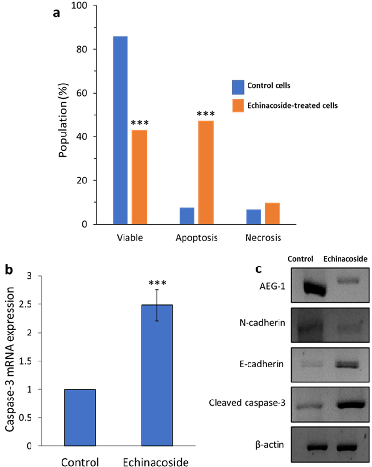 Percentage of apoptosis in control MHCC97-H cell line and treated cells with IC50 concentration of the echinacoside (30 µM) for 24 h (a), qRT-PCR assay for evaluating the effect of IC50 concentration of the echinacoside (30 µM) on the caspase-3 mRNA expression of MHCC97-H cell line following 24 h incubation (b), Western blot assay for evaluating the effect of IC50 concentration of the echinacoside (30 µM) on the protein expression of MHCC97-H cell line following 24 h incubation (c). ***P < 0.001 relative to control.