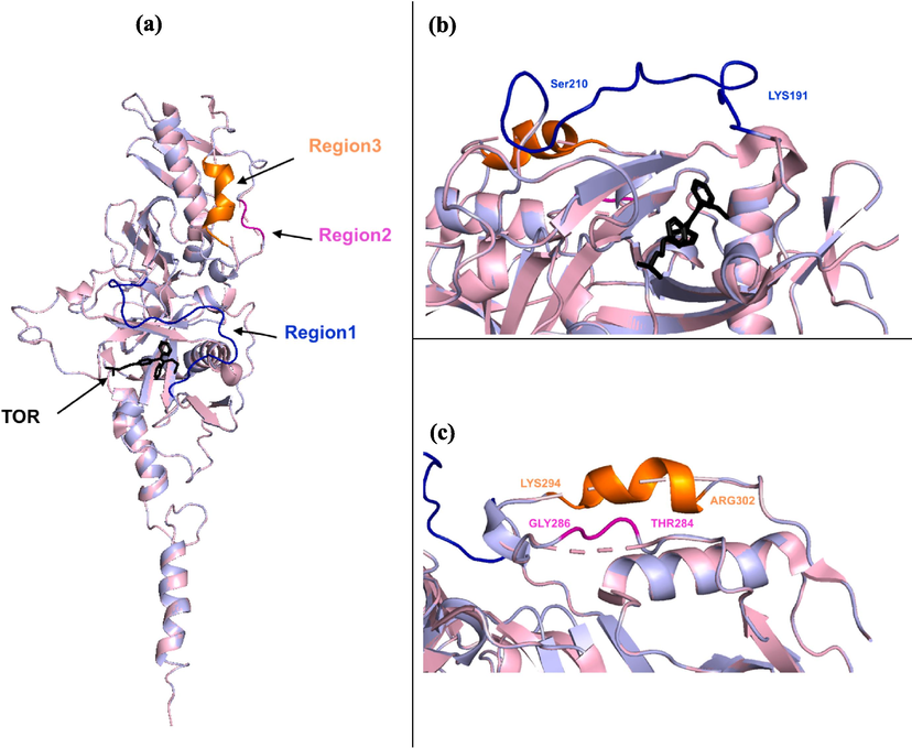 (a) The alignment of the uncompleted structure of EBOV-GP (PDB ID: 5JQ7, light pink) and the modeled EBOV-GP (light blue) containing the co-crystalized ligand (TOR). The modeled structure of the missing residues in the three regions: (b) Region 1 (LYS191-SER210, blue), (c) Region 2 (THR284-GLY286, magenta) and Region 3 (LYS294-ARG302, orange).