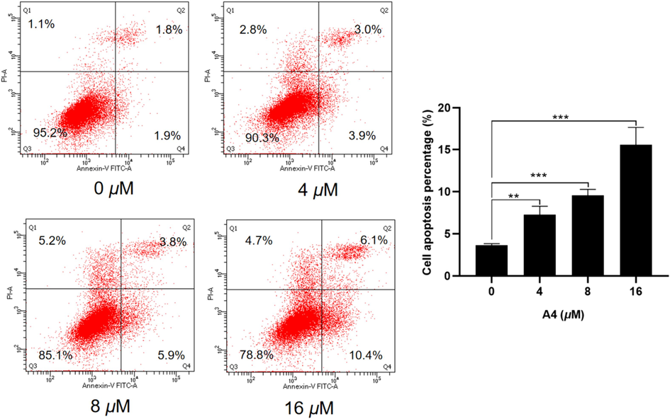 Effect of compound A4 on cell apoptosis in Hela cells. Flow cytometric analysis of apoptotic cells after treatment of Hela cells with A4 for 48 h. (** p < 0.01, *** p < 0.001).