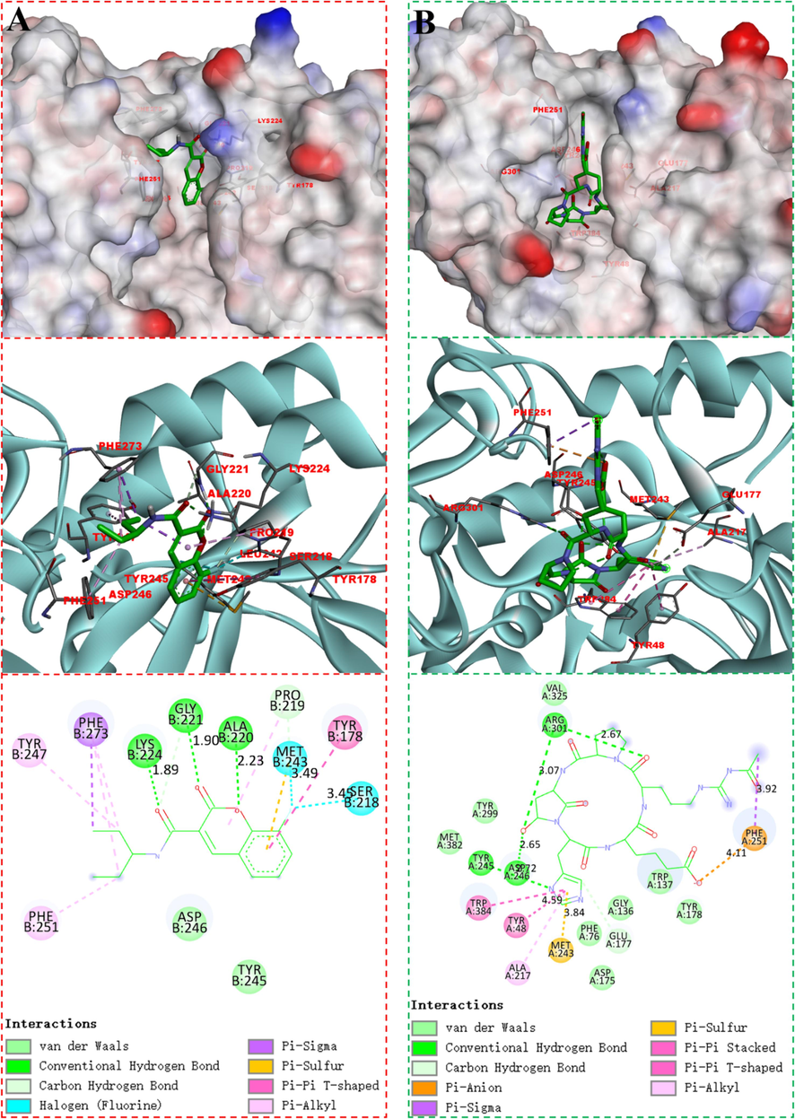 Molecular models of C5 (A) and argadin (B) binding to chitinase.