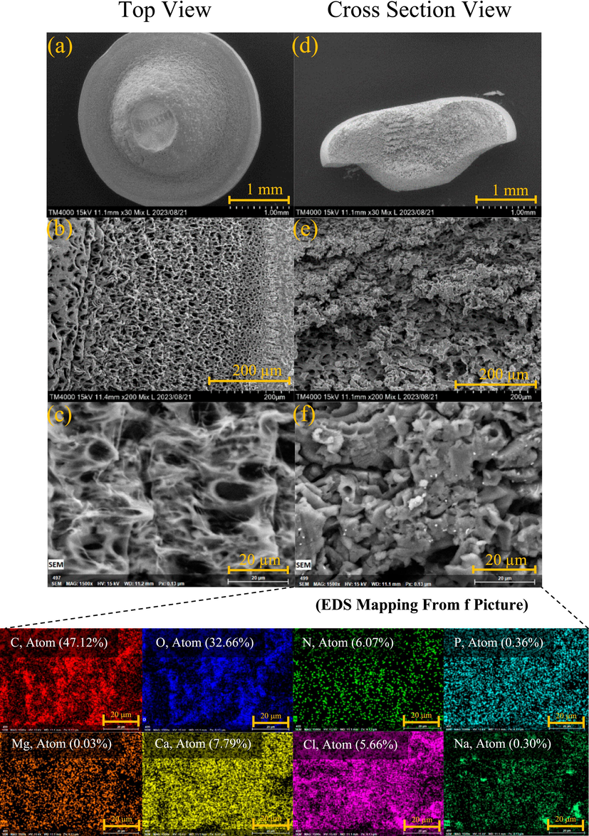 SEM picture and EDS mapping of Sa@SHa hydrogel bead.