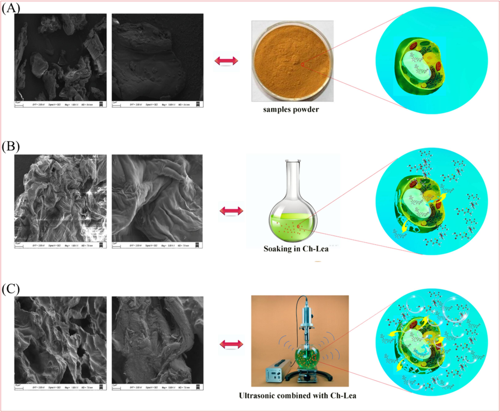 The SEM microscopic images and cellular structure. (A) Dried Fructus aurantii powder, (B) soaking in Ch-Lea, (C) with ultrasonication coupled with Ch-Lea.