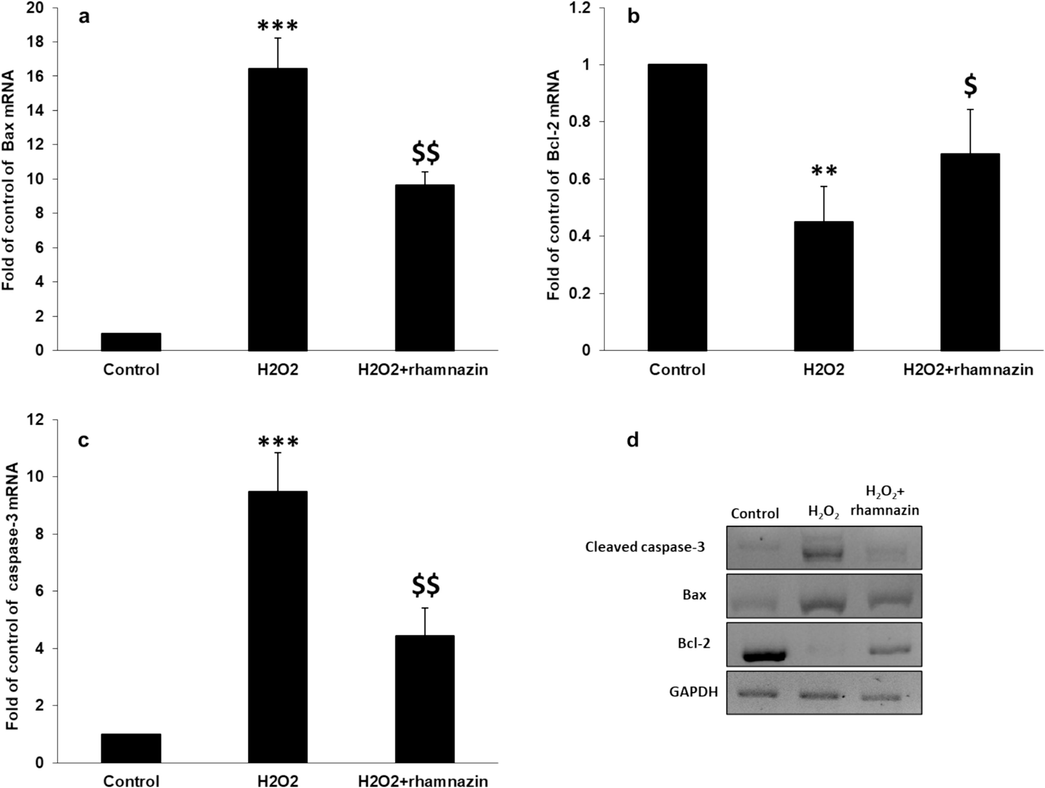 Antiapoptotic properties of rhamnazin after incubation of HK2 cells with H2O2 (0.5 mM) or co-incubation with H2O2 (0.5 mM) and rhamnazin (10 µM) for 24 h. (a) Bax mRNA expression assay, (b) Bcl-2 mRNA expression assay, (c) caspase-3 mRNA expression assay, (d) western blot analysis. All data are expressed as means ± SD. **P < 0.01, ***P < 0.001, relative to untreated negative control cells; $P < 0.05, $$P < 0.01 relative to H2O2-treated cells.