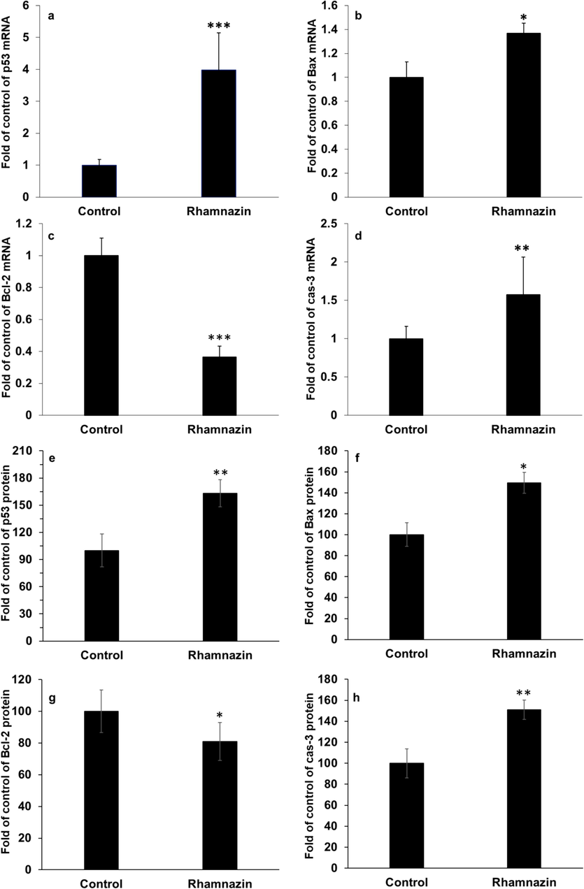 Effect of IC50 concentration of rhamnazin (10.00 μM) in lung adenocarcinoma A549 cells for 24 h on the (a) p53 mRNA expression, (b) Bax mRNA expression, (c) Bcl-2 mRNA expression, (d) caspase-3 (cas-3) mRNA expression, (e) p53 protein expression, (f) Bax protein expression, (g) Bcl-2 protein expression, (h) caspase-3 (cas-3) protein expression. All data are expressed as means ± SD. *P < 0.05, **P < 0.01, ***P < 0.001, relative to untreated negative control cells.
