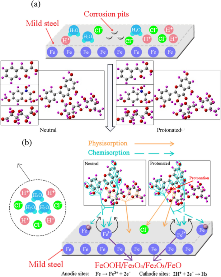 Diagrammatic sketches for adsorption and corrosion inhibition mechanism of the active ingredients on MS.