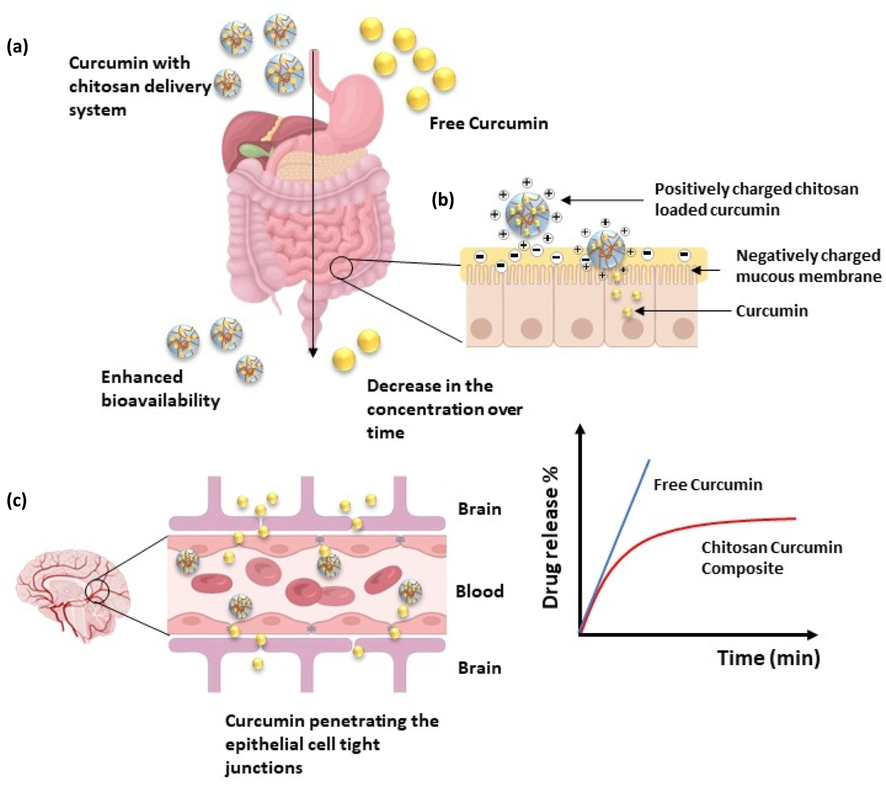 Drug composite’s pharmacokinetic properties (a) Enhanced bioavailability of chitosan-curcumin drug composite over time in the gastrointestinal tract (b) Schematic representation of drug composite structure and interaction with the mucus layer (c) Curcumin penetrating the epithelial cell tight junctions in the blood–brain barrier.