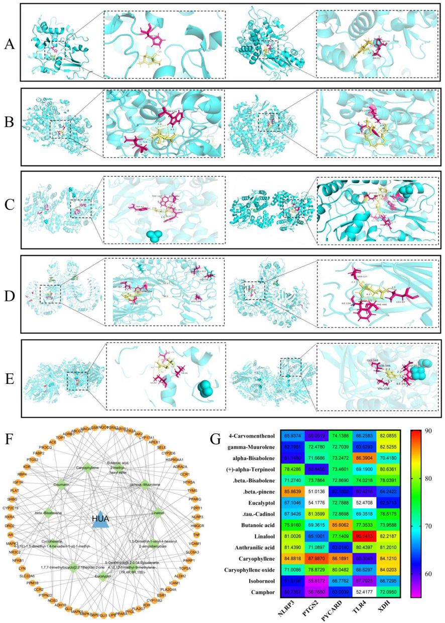 Molecular docking results. A. Docking results of β-pinene and NLRP3 (left); positive drug indomethacin and NLRP3(right) B. Docking results of β-caryophyllen and COX-2(left); positive drug celecoxib and COX-2 (right) C. Docking results of β-caryophyllen and ASC (left); positive drug melphalan(right) and ASC D. Docking results of linalool and TLR4(left); positive drug alprazolam and TLR4 (right) E. Docking results of β-caryophyllen and XOD (left); positive drug allopurinol and XOD (right) F. Plot of key components in 11 SLEO screened by the greedy algorithm in relation to the target network. G The binding scores of the key active ingredients to the targets.