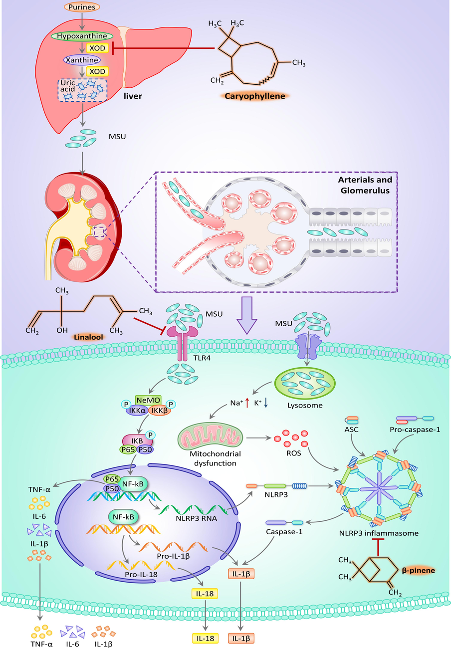 Diagram of the mechanism of action of SLEO in the treatment of HUA.