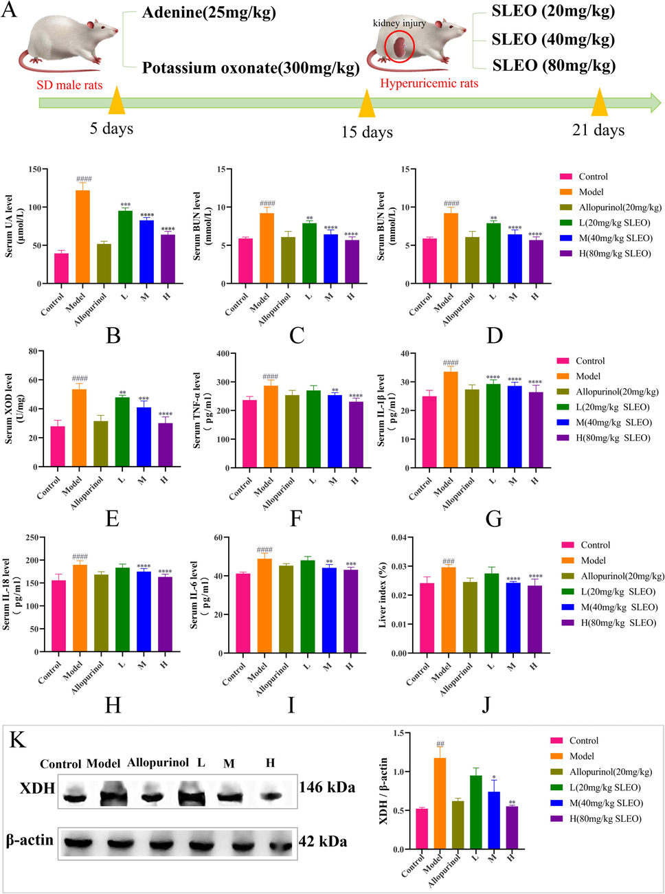 The serum levels of A. Hyperuricemia Modeling Flowchart, B. UA, C. BUN, D. CRE, E. XOD, F. TNF-α, G. IL-1β, H.IL-18 and I. IL-6 in each group of rats J. Liver index for each group of rats K. Levels of XDH protein expression levels in liver tissues of rats in each group (Standard deviation ± mean (n = 6), *P<0.05, **P<0.01, ***P<0.001, ****P<0.0001 vs. Model group., #P<0.05, ##P<0.01, ###P<0.001, ####P<0.0001 vs. Control group.).