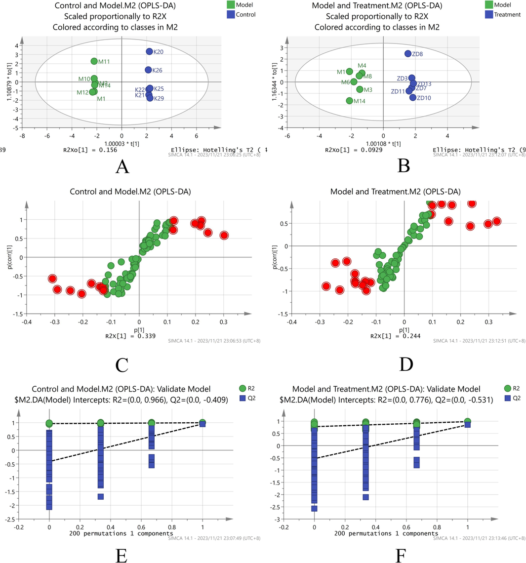 SIMCA Analysis of Metabolic Differentials. A. OPLS-DA of the blank control and model groups. B. OPLS-DA of the model and SLEO groups. C. S-plot of the control and model groups. D. S-plot of the model and SLEO groups. E. Stability experiments on the blank control and model groups. F. Stability experiments on the model and SLEO groups.