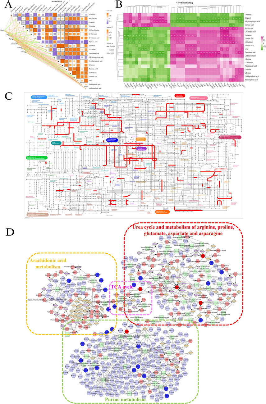 A. Dynamic correlation network map for differential metabolites and differential genes. B. Heatmap depicting the correlations between differential metabolites and differential genes. C. Integrated transcriptome and metabolome analysis in iPath 3.0. D. Compound–reaction–enzyme–gene network diagram.