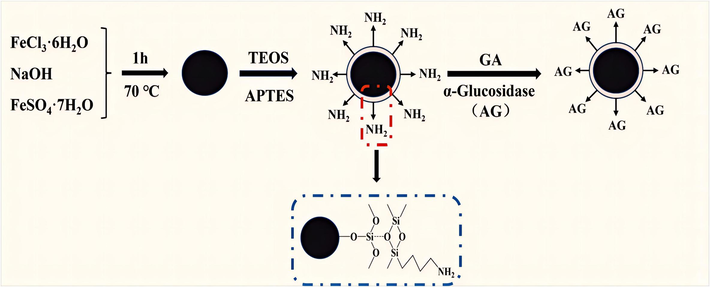 Synthesis of Fe3O4@SiO2@NH2@α-Glucosidase.