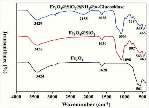 FT-IR spectra of sample: Fe3O4 (a); Fe3O4@SiO2 (b); Fe3O4@SiO2@NH2@α-Glucosidase (c).