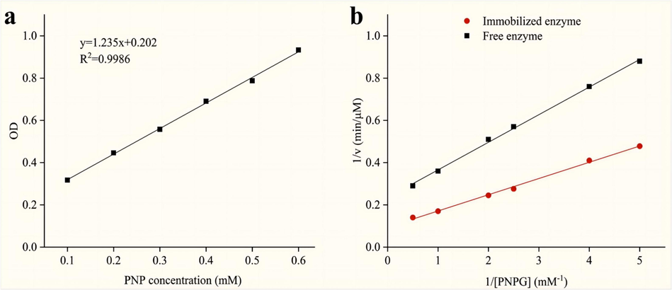 The standard curve of p-nitrophenol (pNP) (a), and Lineweaver-Burk plots of the free and immobilized α-Glucosidase (b).