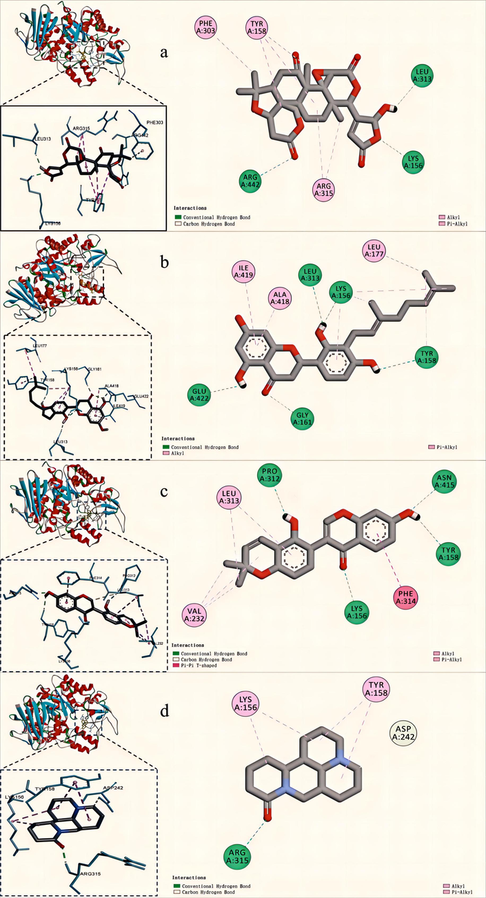 2D, 3D molecular docking graphs of Limonexic acid (a), Sanggenol A (b), Glabrone (c), Matrine (d) with 3A4A.