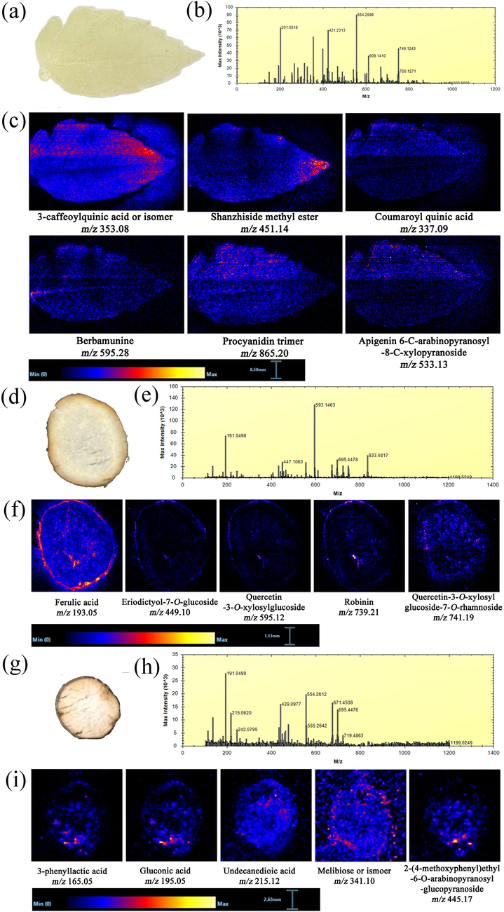 (a) Optical image of the leaf section. (b) Negative mass spectra of leaves by imprint DESI-MSI. (c) MS images of some representative compounds in leaves detected by DESI-MSI in the negative ion mode. (d) Optical image of the TR section. (e) Negative mass spectra of TRs by imprint DESI-MSI. (f) MS images of some representative compounds in TRs detected by DESI-MSI in the negative ion mode. (g) Optical image of the FR section. (h) Negative mass spectra of FRs by imprint DESI-MSI. (i) MS images of some representative compounds in FRs detected by DESI-MSI in the negative ion mode.