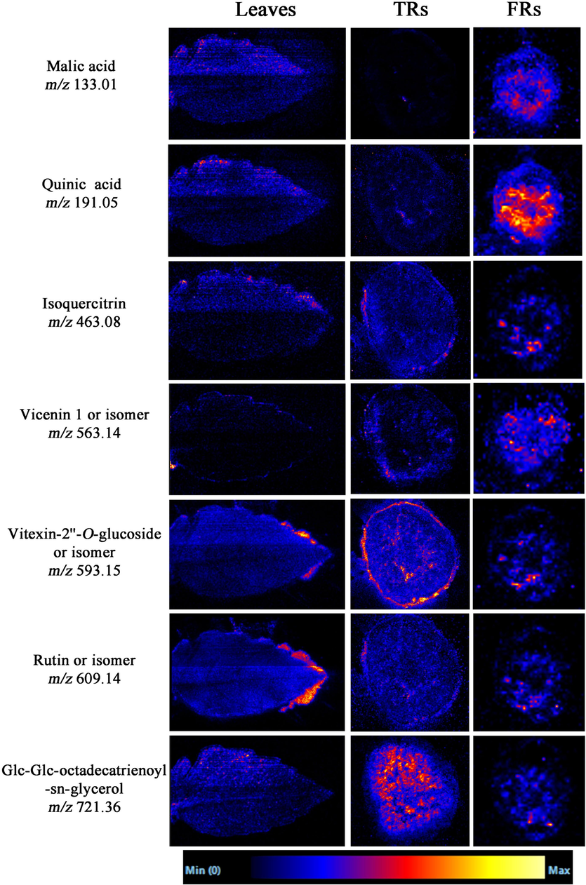 MS images of some common compounds in aerial and underground parts detected by DESI-MS in the negative ion mode.