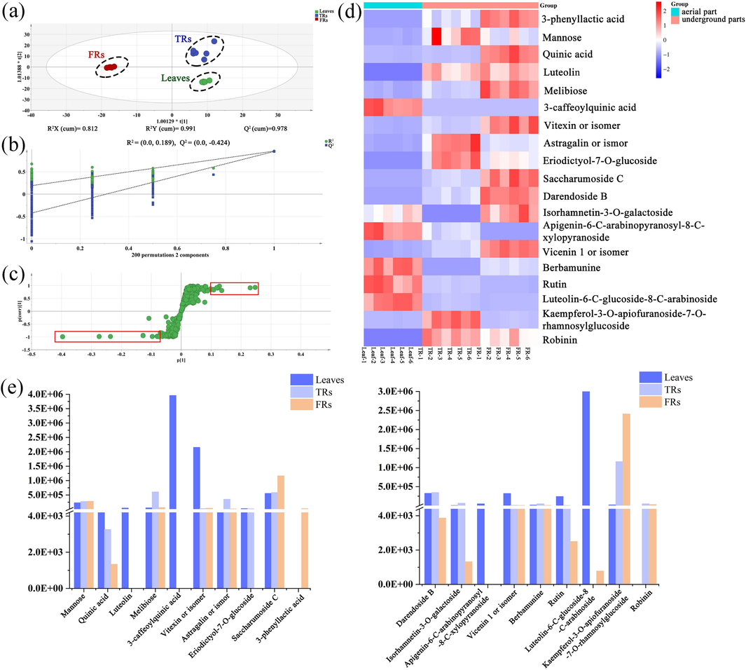 Multivariate statistical analysis of different sample parts of T. hemsleyanum to unveil differentiated ions. (a) Score plots of OPLS-DA. (b) 200 random permutation tests of the OPLS-DA model. (c) S-plot of OPLS-DA. (d) Heatmap visualizing 19 differentiated ions. (e) Relative intensities of 19 representative metabolites in leaves, FRs, and TRs based on UHPLC–ESI/MS.