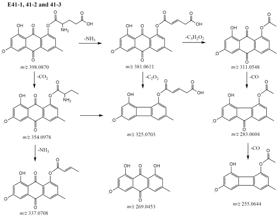 The proposal fragmentation pathways of compounds E41-1, E 41–2, and E41-3.