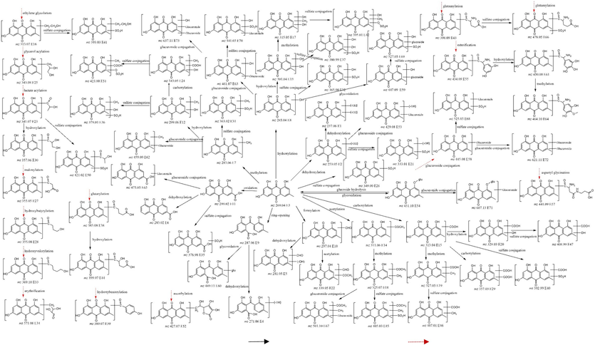 Proposed metabolic pathways of EM and EG in rats (: React in the direction of the arrow,: Direct reaction with EM).