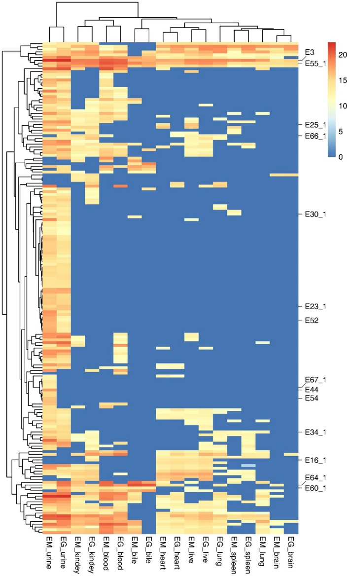 Heat map of 190 metabolites in each organization. The yellow color in the gradient indicates an increase. The blue indicated that there are no compounds present in the sample. (X-axis: (Each sample group of EM and EG;Y-axis: 190 compounds).