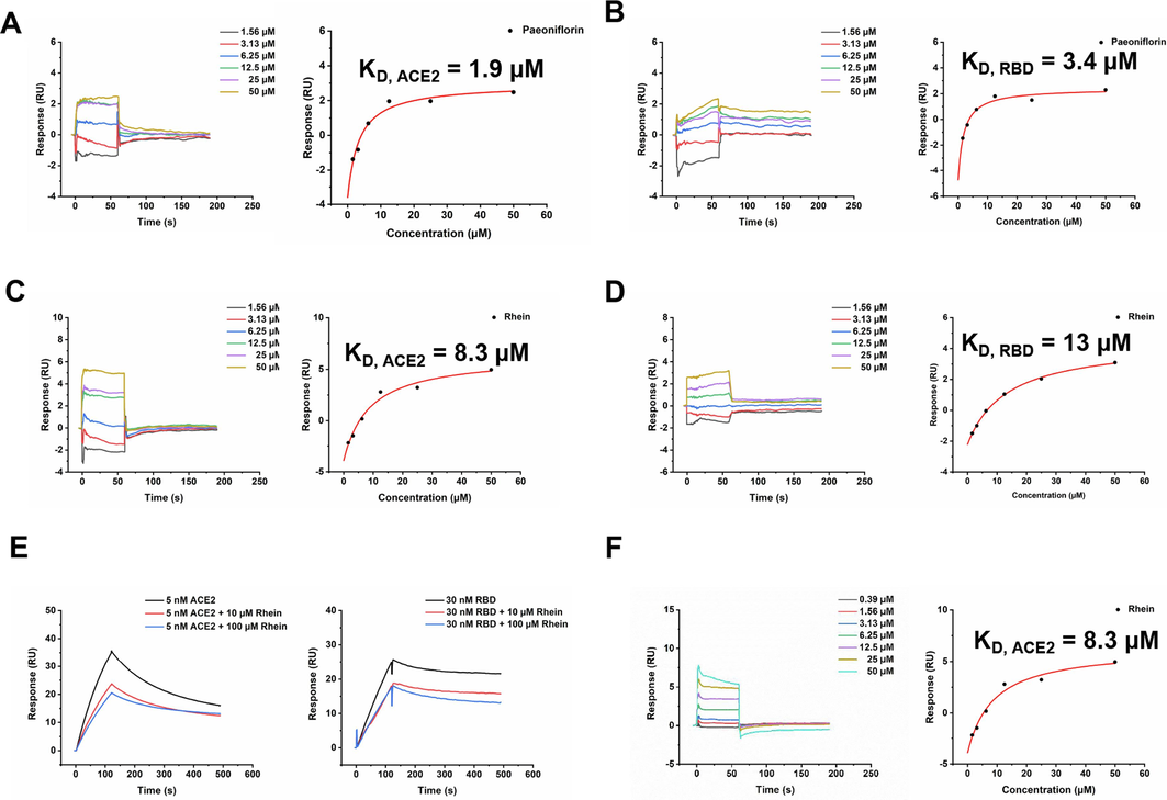 Affinity activity of Paeoniflorin, Rhein, Emodin with hACE2, RBD and MMP9 by SPR technique. Both Paeoniflorin and Rhein bound to hACE2 and RBD, with KD values of 1.9 (A) and 8.3 (C) µM for hACE2 and 3.4 (B) and 13 (D) µM for RBD. A. Competition experiments characterize the binding epitopes of Rhein. It can be seen that Rhein could significantly inhibit the binding of hACE2 and RBD. B. Emodin bound to MMP9 with KD value of 9.3 µM.