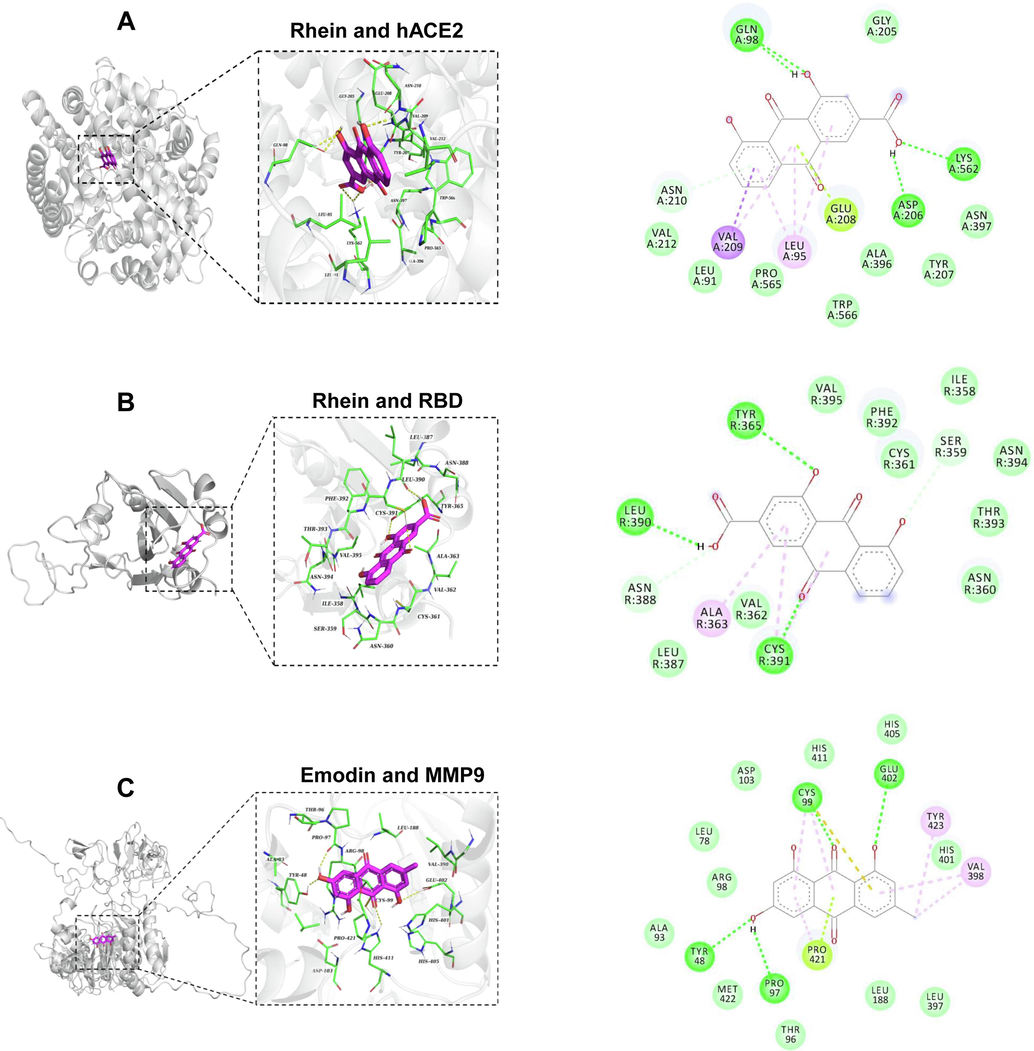 The binding interactions of Rehin or Emodin to ACE2, RBD and MMP9. A. Molecular docking studies revealed the interaction modes of Rhein with hACE2. B. The docking results of Rhein to RBD. C. Molecular docking provided insights into the binding mechanism of Emodin with MMP9 proteins. The dark green dashed lines denote hydrogen bond interactions, whereas the light green, pink, and purple dashed lines depict interactions related to Pi bonds, encompassing both polar and nonpolar interactions.