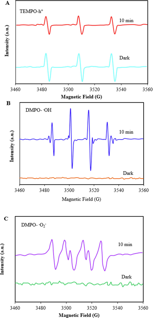 ESR spectra of TEMPO-h+ (A), DMPO-.OH (B), and DMPO-.O2–(C).