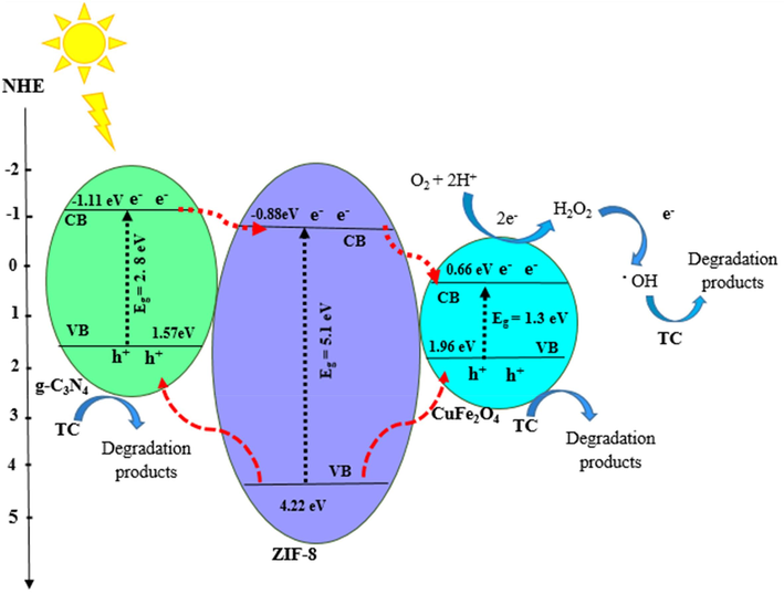 Proposed photocatalytic mechanism of TC over the ZIF-8/g-C3N4/CuFe2O4.