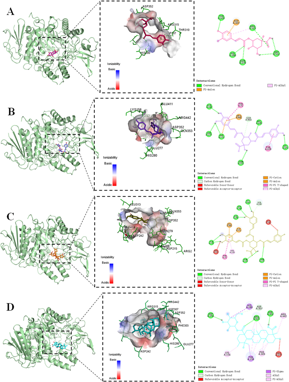 Docking details of saccharomyces cerevisiae α-glucosidase interaction with chlorogenic acid (A), isochlorogenic acid A (B), 3,4,5-Tricaffeoylquinic acid (C), and ilexsaponin A1 (D).