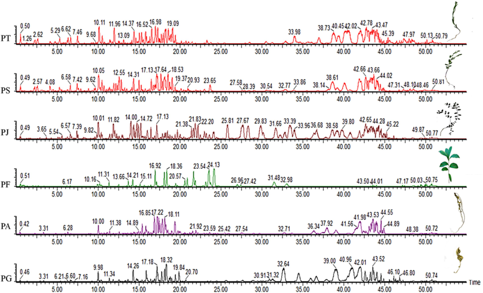 UPLC-Q-TOF-MS/MS base peak chromatograms of methanol extracts from six species in the negative ion mode. PT, P. tenuifolia; PS, P. sibirica; PJ, P. japonica; PF, P. fallax; PA, P. arvensis; PG, P. glomerata.